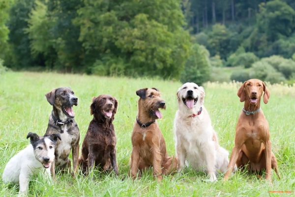 Coup de chaleur chez le chien : premiers gestes