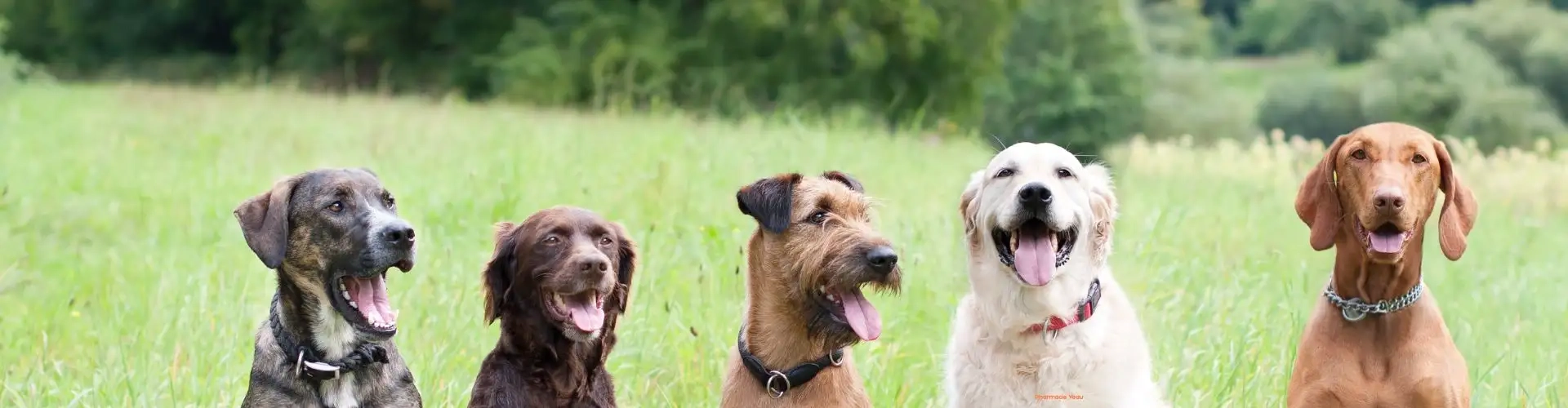 Coup de chaleur chez le chien : premiers gestes
