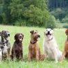 Coup de chaleur chez le chien : premiers gestes