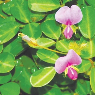 EPS DESMODIUM (500 ml) Extrait de Plante Fraiche Phytostandard