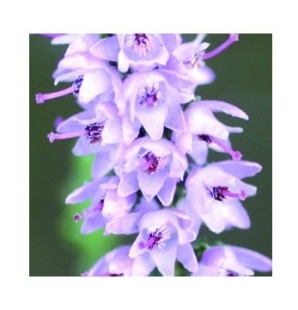 Fleur de Bach Bruyère / Heather  - Flacon compte-gouttes 20 ml