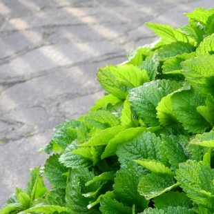 EPS MELISSE (flacon 500 ml) Extrait de Plante Fraiche Phytostandard