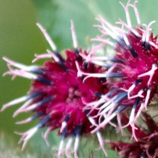 EPS BARDANE (flacon 500 ml) Extrait de Plante Fraiche Phytostandard