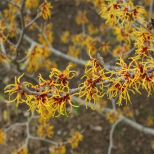 EPS HAMAMELIS (flacon 500 ml) Extrait de Plante Fraiche Phytostandard