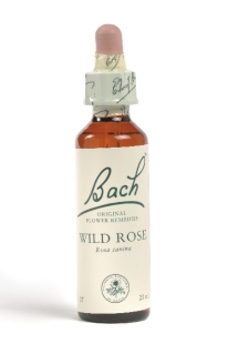 Fleur de Bach Eglantine / Wild rose - Flacon compte-gouttes 20 ml