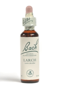 Fleur de Bach Mélèze / Larch - Flacon compte-gouttes 20 ml