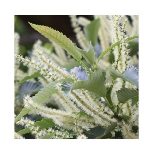 Fleur de Bach Châtaignier / Sweet Chestnut - Flacon compte-gouttes 20 ml