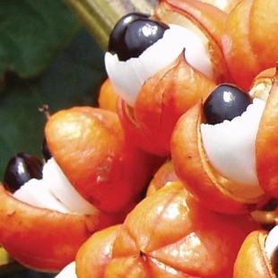 EPS GUARANA (flacon 500 ml) Extrait de Plante Fraiche Phytostandard 