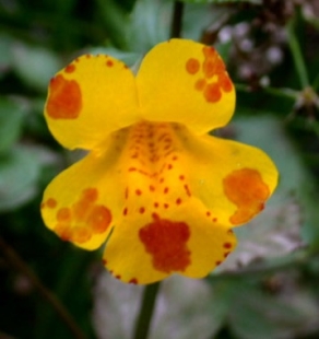 Fleur de Bach Mimule / Mimulus - Flacon compte-gouttes 20 ml