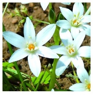 Fleur de Bach Dame d'onze heure / Star of Bethlehem - Flacon compte-gouttes 20 ml