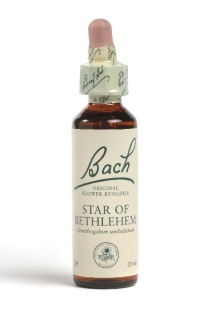 Fleur de Bach Dame d'onze heure / Star of Bethlehem - Flacon compte-gouttes 20 ml