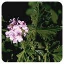 GÉRANIUM D'EGYPTE - Pranarom Huile Essentielle (Pelargonium x asperum) - Flacon 10ml