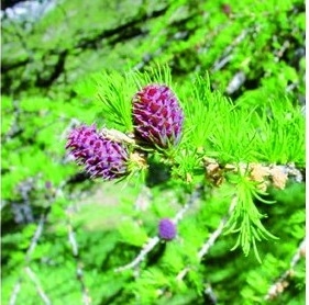 Fleur de Bach Mélèze / Larch - Flacon compte-gouttes 20 ml