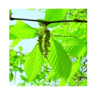 Fleur de Bach Charme / Hornbeam - Flacon compte-gouttes 20 ml