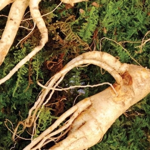 EPS GINSENG (flacon 500 ml) Extrait de Plante Fraiche Phytostandard 
