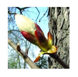 Fleur de Bach Bourgeon de Marronnier / Chestnut Bud  - Flacon compte-gouttes 20 ml