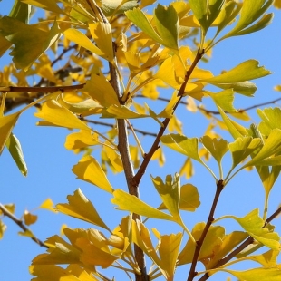 EPS GINKGO (500 ml)  Extrait de Plante Fraiche Phytostandard