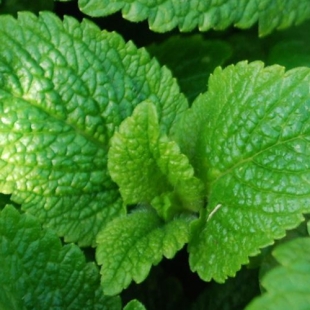 EPS MELISSE (flacon 500 ml) Extrait de Plante Fraiche Phytostandard