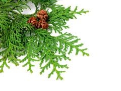 EPS CYPRES (flacon 500 ml) Extrait de Plante Phytostandard