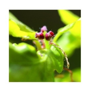 Fleur de Bach Chêne / Oak - Flacon compte-gouttes 20 ml