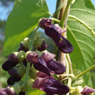 EPS MUCUNA (flacon 500 ml) Extrait de Plante Fraiche Phytostandard