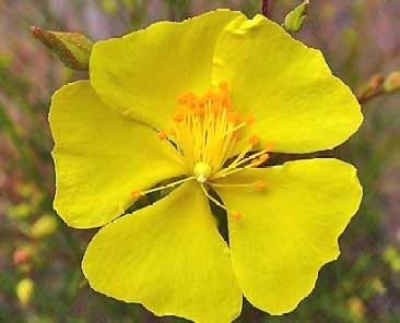 Fleur de Bach Hélianthème / Rock Rose - Flacon compte-gouttes 20 ml