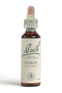 Fleur de Bach Ajonc / Gorse - Flacon compte-gouttes 20 ml