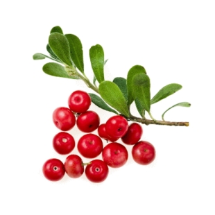 EPS BUSSEROLE  (flacon 500 ml) Extrait de Plante Fraiche Phytostandard