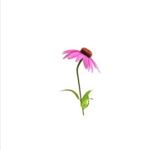 EPS ECHINACEE (flacon 500 ml) Extrait de Plante Phytostandard