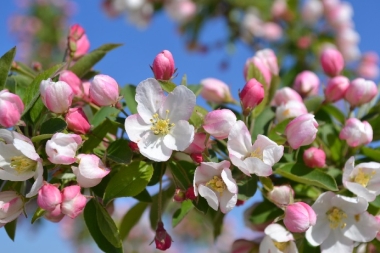 Fleur de Bach Pommier sauvage / Crab Apple - Flacon compte-gouttes 20 ml