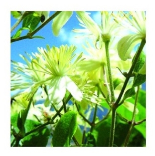 Fleur de Bach Clématite / Clematis - Flacon compte-gouttes 20 ml