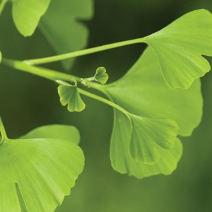 EPS GINKGO (500 ml)  Extrait de Plante Fraiche Phytostandard