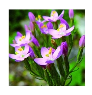 BACH - Fleur de Bach Original Centaury - Flacon compte-gouttes 20ml