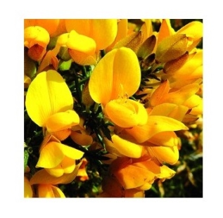 Fleur de Bach Ajonc / Gorse - Flacon compte-gouttes 20 ml