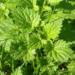 EPS ORTIE PARTIE AERIENNE (flacon 500 ml) EXtrait de Plante Fraiche Phytostandard