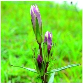 Fleur de Bach Gentiane / Gentiane Flacon compte-gouttes 20 ml