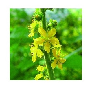 Fleur de Bach Aigremoine / Agrimony - Flacon compte-gouttes 20 ml