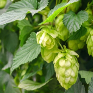 EPS HOUBLON (flacon 500 ml) Extrait de Plante Fraiche PhytoPrevent