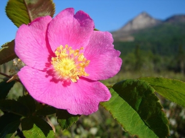 Fleur de Bach Eglantine / Wild rose - Flacon compte-gouttes 20 ml