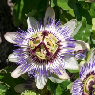 EPS PASSIFLORE (flacon 500 ml) Extrait de Plante Fraiche Phytostandard