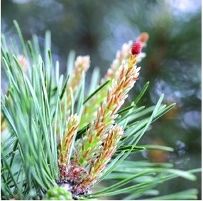 Fleur de Bach Pin / Pine - Flacon compte-gouttes 20 ml