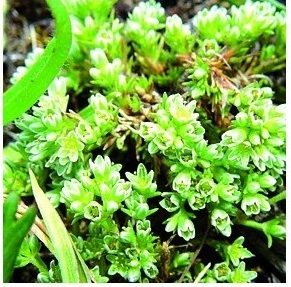 Fleur de Bach Gnavelle / Scleranthus - Flacon compte-gouttes 20 ml