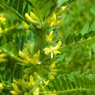 EPS ASTRAGALE (flacon 500 ml) Extrait de Plante Fraiche Phytostandard 