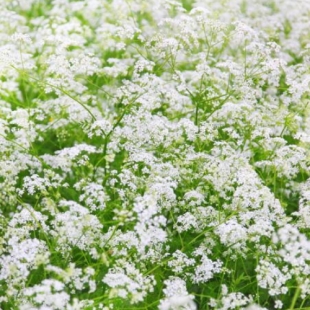 EPS REINE DES PRES (flacon 500 ml) Extrait de Plante Fraiche Phytostandard