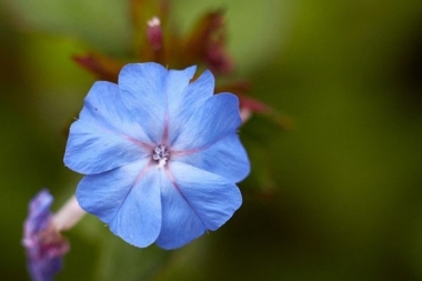 Fleur de Bach Plumbago / Cerato - Flacon compte-gouttes 20 ml