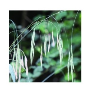Fleur de Bach Avoine sauvage / Wild Oat - Flacon compte-gouttes 20 ml