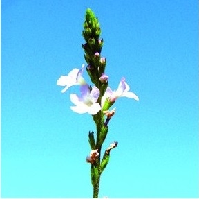 Fleur de Bach Verveine / Vervain - Flacon compte-gouttes 20 ml