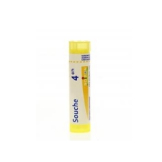 ANGELICA ARCHANGELICA (Angélique) Tube granules BOIRON