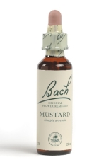 Fleur de Bach Moutarde / Mustard - Flacon compte-gouttes 20 ml